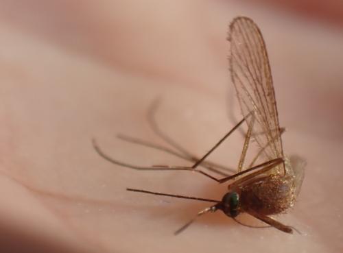 Réf. 346 727 : Culex sp.